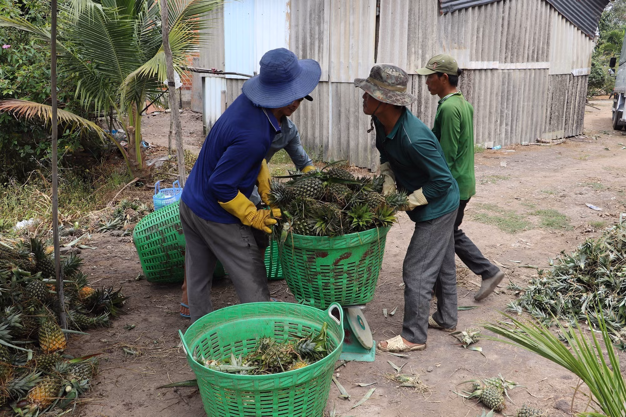 potal-tien-giang-nong-dan-dong-thap-muoi-duoc-mua-dua-7947273.jpg