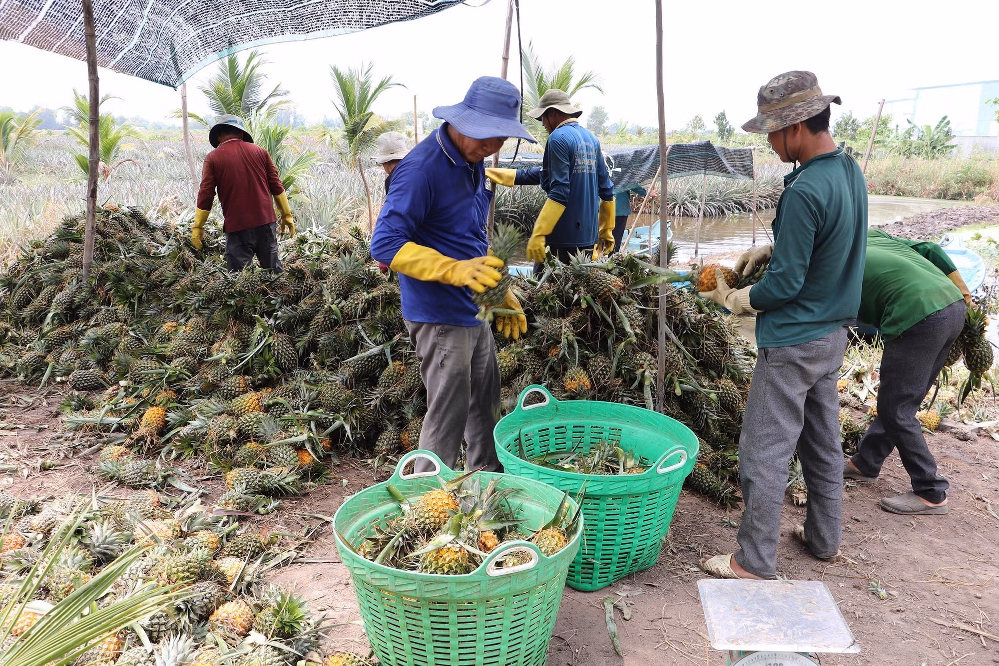 potal-tien-giang-nong-dan-dong-thap-muoi-duoc-mua-dua-7947269.jpg