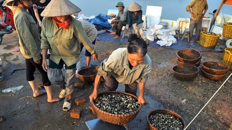 Nghiêm cấm nhân nuôi, buôn bán ốc bươu vàng ảnh 1