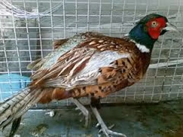 Làm giàu từ nuôi chim trĩ đỏ ở Tây Nguyên ảnh 1