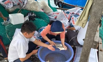 Khánh Hòa: Xác định nguyên nhân cá chim nuôi lồng chết bất thường