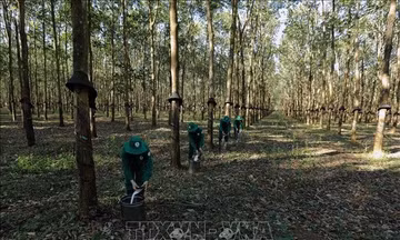 Gia Lai: Thúc đẩy chuyển đổi hơn 10.000 ha cao su chết, kém phát triển
