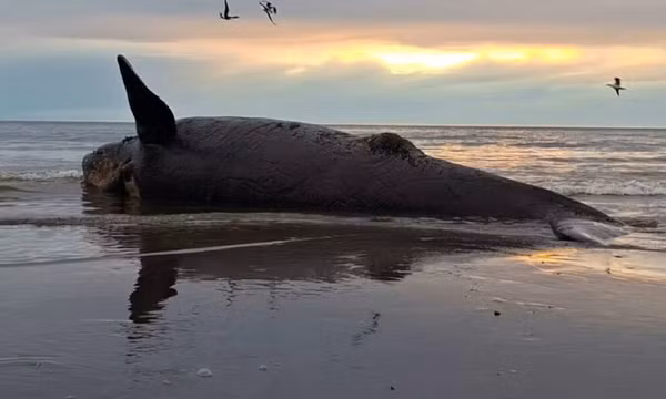 Một con cá voi chết trên bãi biển gần Puerto Madryn, Argentina. Ảnh: DPA