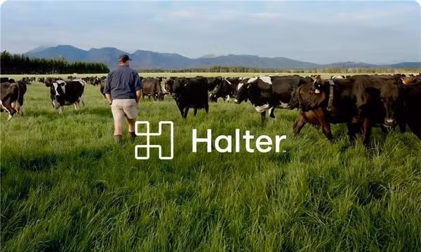 Halter - một startup nổi tiếng của New Zealand, sản xuất vòng cổ thông minh tích hợp AI cho bò giúp thiết lập hàng rào ảo và quản lý đàn gia súc từ xa qua điện thoại. Halter đã cán mốc định giá 2 tỷ USD, trở thành một "kỳ lân" công nghệ. Ảnh: Halter