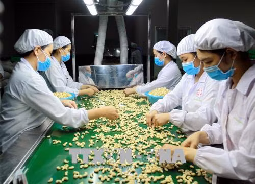 Ngành điều 'cầu cứu' ngân hàng gói tín dụng 800 triệu USD ảnh 1