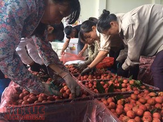 Doanh thu vải thiều ở Bắc Giang đạt trên 5.700 tỷ đồng ảnh 2
