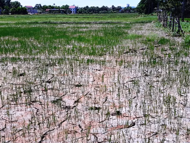  Bải hoải chống chọi với nắng nóng trên 40 độ C ở Hà Tĩnh ảnh 1