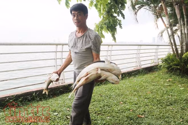 Cá chết trắng xóa Hồ Tây, hôi thối không chịu nổi ảnh 6