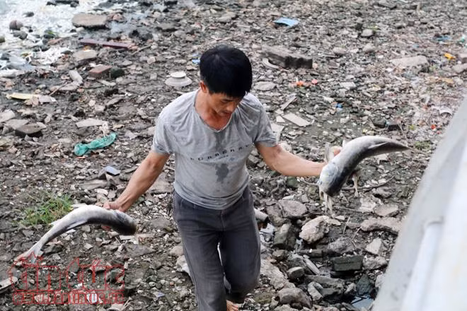 Cá chết trắng xóa Hồ Tây, hôi thối không chịu nổi ảnh 4