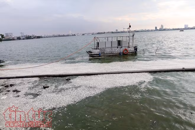 Cá chết trắng xóa Hồ Tây, hôi thối không chịu nổi ảnh 9
