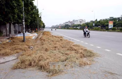 Phơi, đốt rơm rạ trên quốc lộ: Hiểm họa khôn lường ảnh 1