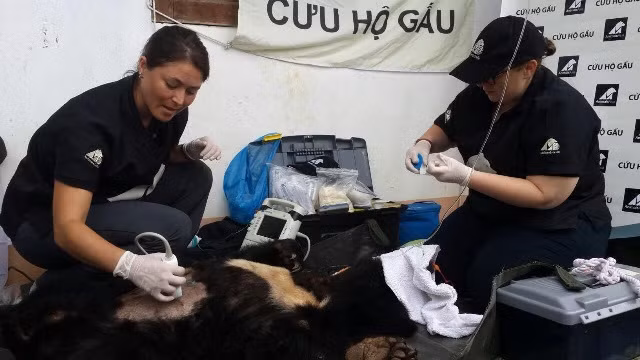 Cứu hộ cá thể gấu bị nuôi làm cảnh suốt hơn 10 năm ảnh 2