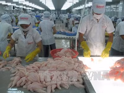 Nuôi cá tra thâm canh ven sông Tiền phục vụ chế biến xuất khẩu ảnh 2