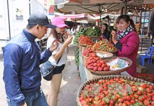 Dâu tây Đà Lạt khan hàng, giá tăng cao ảnh 1