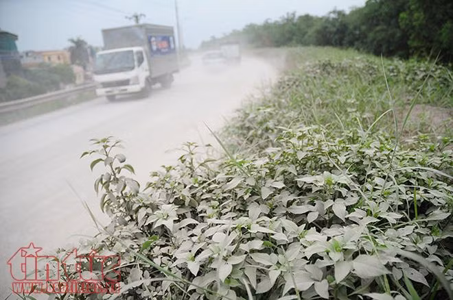 Người dân khốn khổ vì con đường vào cảng Khuyến Lương ảnh 8
