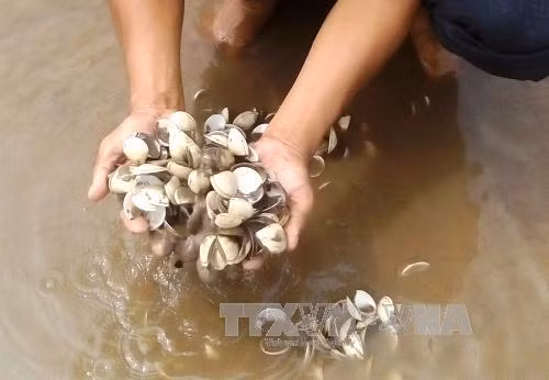 Hiện tượng 1.100 ha ngao chết rải rác tại Ninh Bình không phải do dịch bệnh ảnh 1