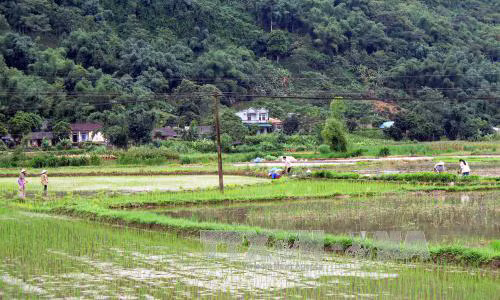 Tuyên Quang: Tập trung gieo cấy gần 25.000 ha lúa mùa ảnh 1
