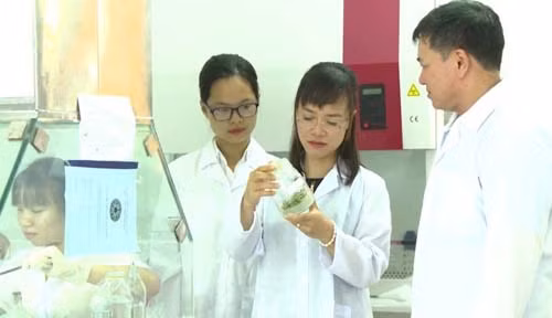 Cốm dinh dưỡng chùm ngây 100%: Giấc mơ vì sức khỏe Việt ảnh 1