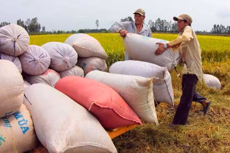 Đồng bằng sông Cửu Long biến tiềm năng thành lợi thế ảnh 2