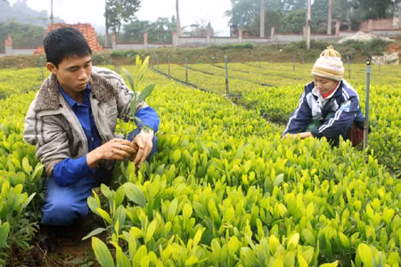  Ưu tiên phát triển trồng rừng sản xuất ảnh 1