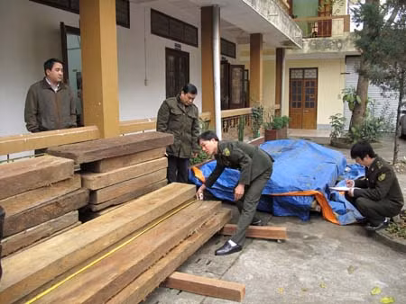 Mở niêm phong 54 hộp gỗ không dấu búa kiểm lâm ảnh 3