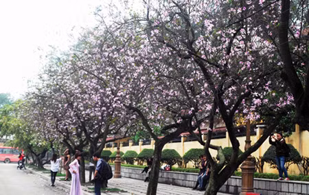Thanh khiết sắc hoa ban trên đất Hà thành ảnh 1