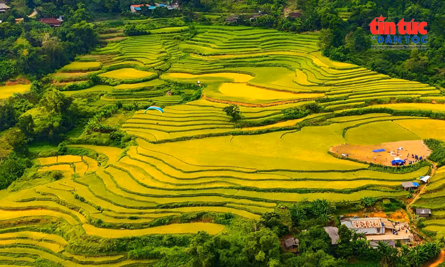 Ruộng bậc thang rực rỡ giữa biển mây