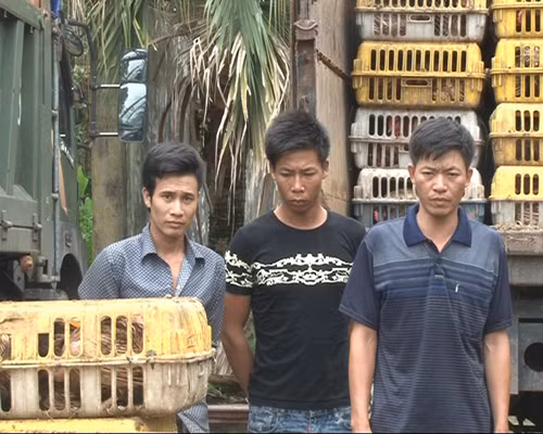 Bắt gần một tấn gà nhập lậu qua biên giới ảnh 1