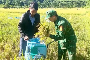 Quảng Trị: Bộ đội Biên phòng giúp đồng bào vùng biên thu hoạch lúa Hè Thu