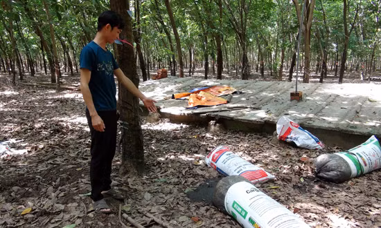 Trại nuôi lợn gây ô nhiễm giữa khu dân cư ảnh 1