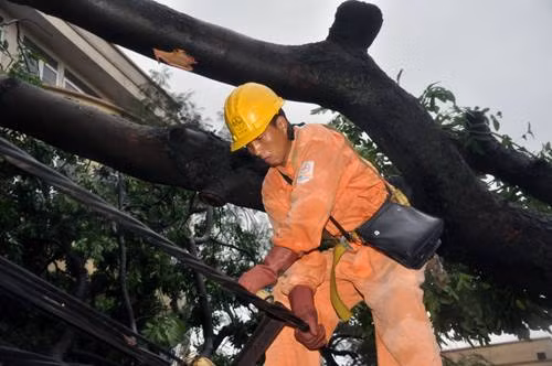 Hà Nội: Xà cừ bật gốc kéo gẫy 3 cột điện ảnh 6