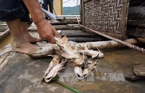 Cá chết trên sông Mã là do mưa lũ cuốn nhiều phù sa ảnh 1
