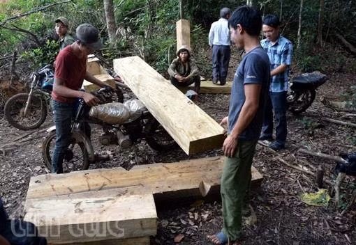 Thủ tướng đồng ý báo cáo kết quả kiểm tra việc khai thác gỗ tại Kon Tum ảnh 1