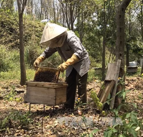Tỷ phú trồng rừng ở Vĩnh Phúc ảnh 2
