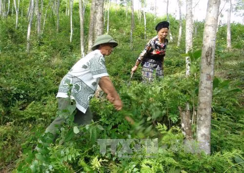 Cuộc sống mới của người Mông nơi cổng trời Mường Lát ảnh 2