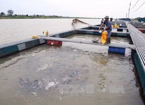 Trên 16 tỷ đồng bảo vệ và phát triển nguồn lợi thủy sản ảnh 1