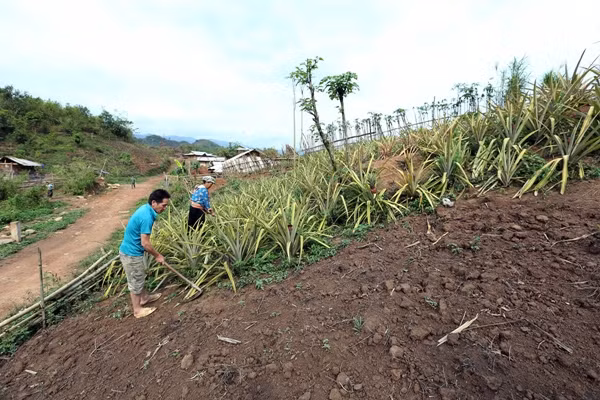 Tây Bắc canh tác bền vững trên đất dốc ảnh 3