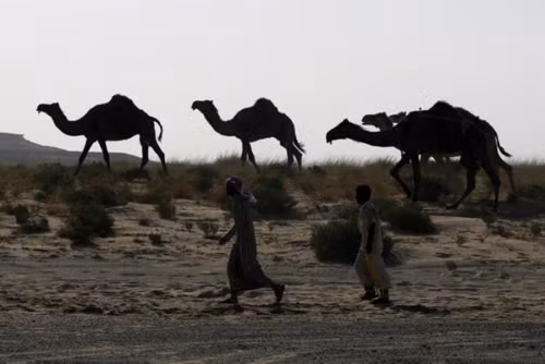 Saudi Arabia trục xuất 15.000 con lạc đà Qatar ảnh 1