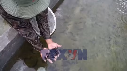 Cải tiến công nghệ nuôi và sản xuất giống hải sâm