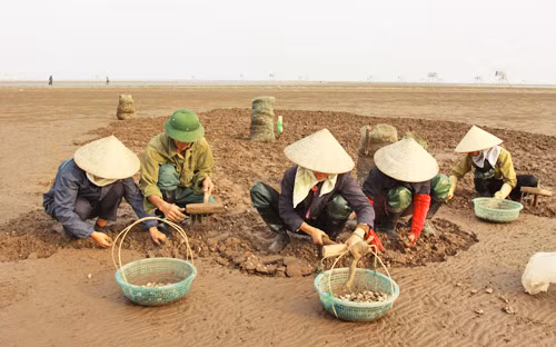 Tìm thị trường tiêu thụ ngao thương phẩm ảnh 1