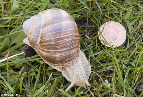 Hệ thống 'nghe lén' kinh ngạc của cây xanh ảnh 1