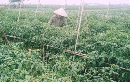 Khi nông dân chán ruộng - Bài cuối: Làm giàu từ đồng lúa ảnh 1