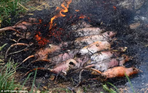 'Công nghiệp thịt chuột' Việt Nam qua ống kính AFP ảnh 14