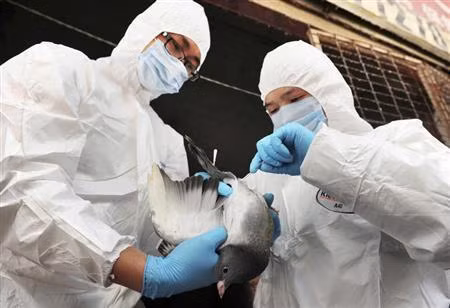 Hong Kong xác nhận ca nhiễm cúm H7N9 đầu tiên ảnh 1