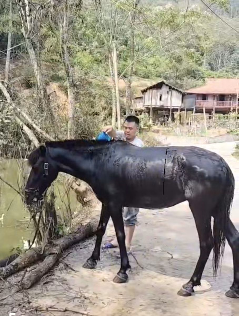 Anh Trần Văn Lợi nuôi ngựa phục vụ khách du lịch.