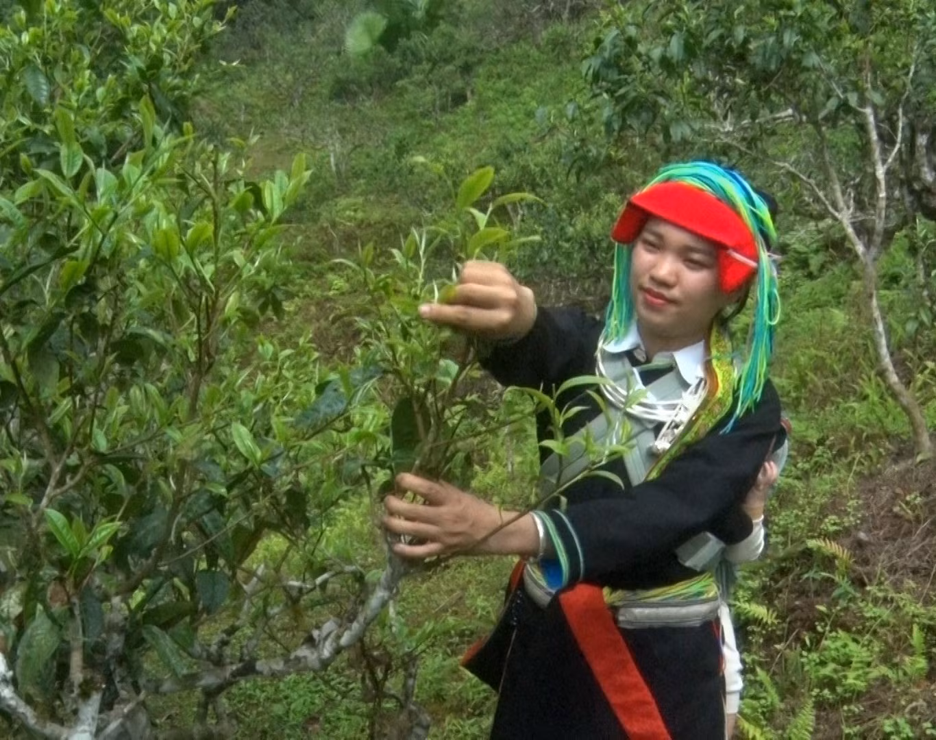 Cô gái người Dao Bàn Thị Hom chọn những búp chè tốt nhất để làm nên sản phẩm đặc trưng của riêng mình