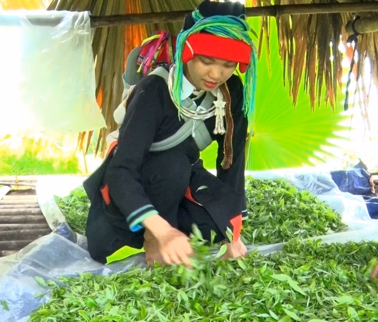 Cô gái người Dao Bàn Thị Hom chọn những búp chè tốt nhất để làm nên sản phẩm đặc trưng của riêng mình.