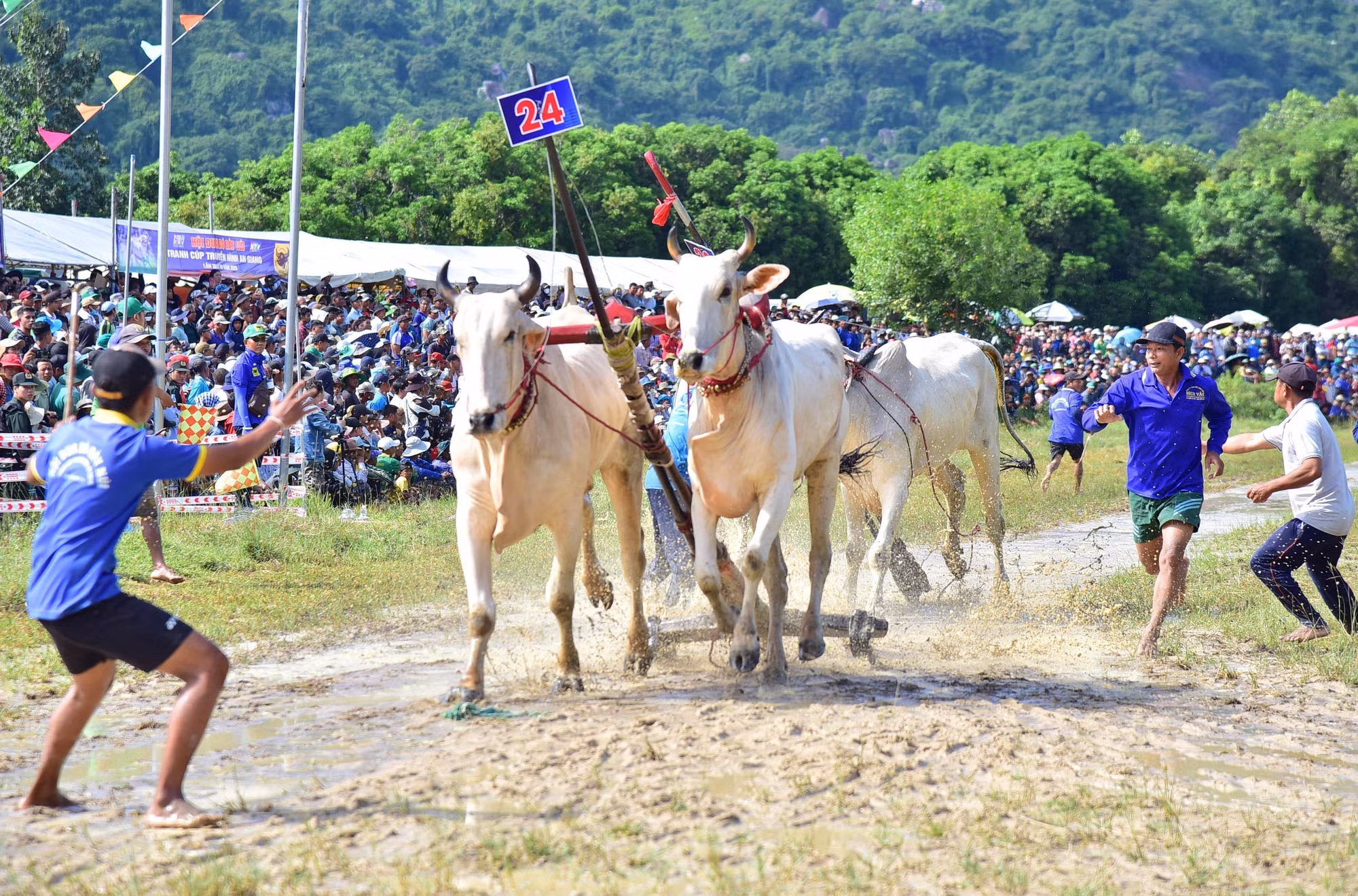 dua-bo-7nui-4.jpg