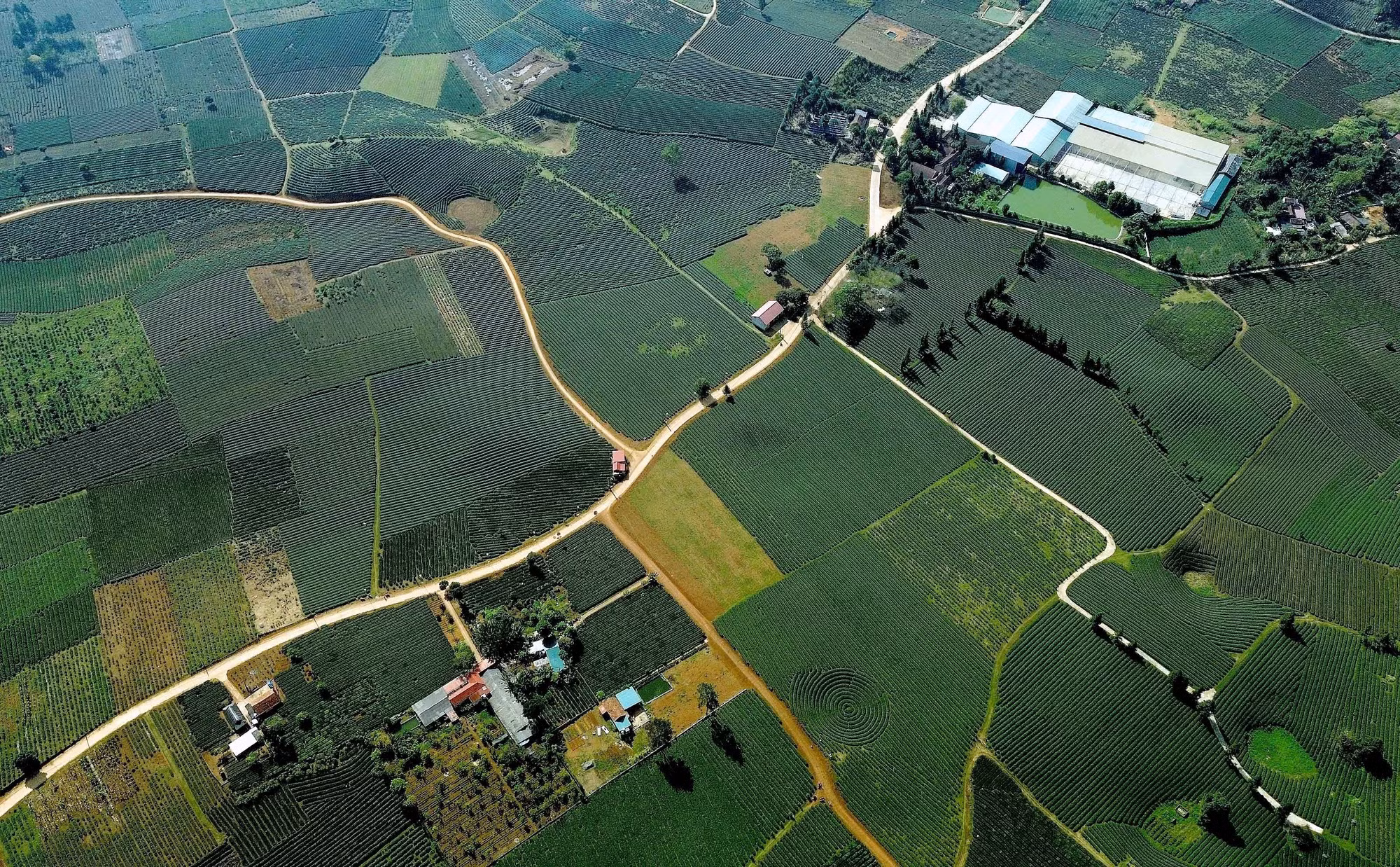vung-che-binh-thuan-sla-2.jpg
