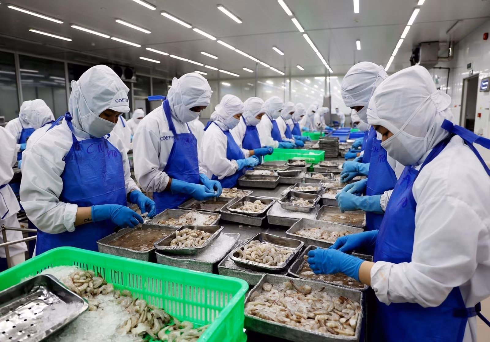 Sơ chế tôm tại Công ty Phát triển Kinh tế Duyên Hải - COFIDEC, Khu công nghiệp Vĩnh Lộc, huyện Bình Chánh, TP Hồ Chí Minh.